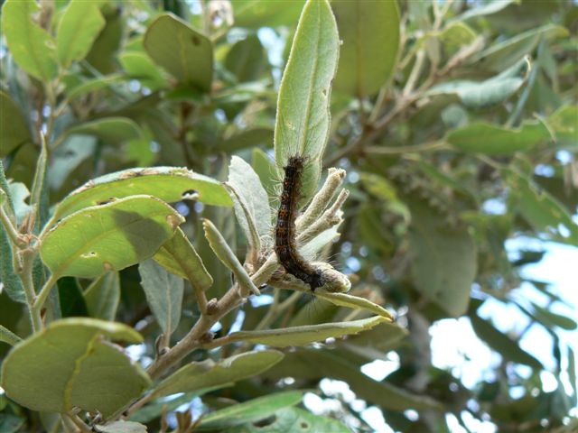 processionaria