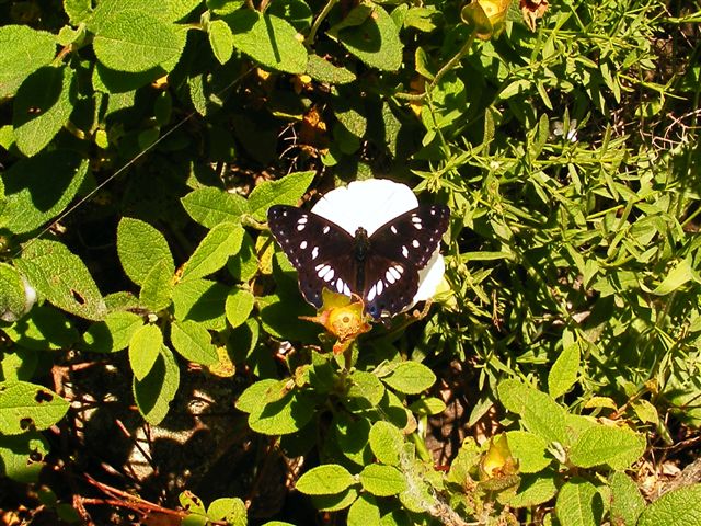 Farfalla da identificare - Limenitis reducta