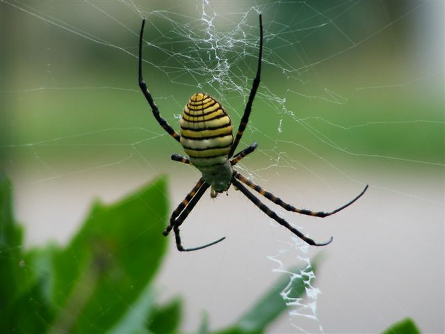 Argiope trifasciata