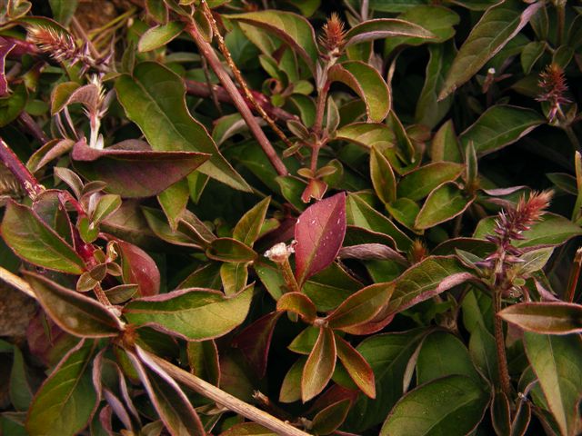 Achyranthes sicula / Achirante siciliana