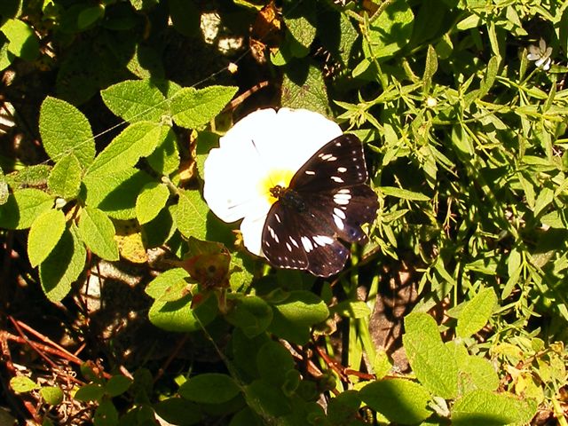 Farfalla da identificare - Limenitis reducta