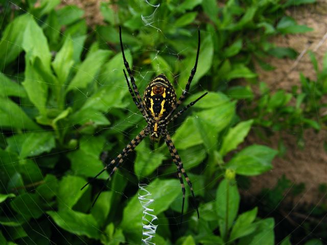 Argiope trifasciata