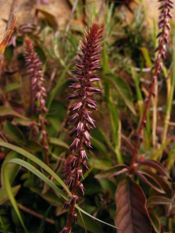 Achyranthes sicula / Achirante siciliana
