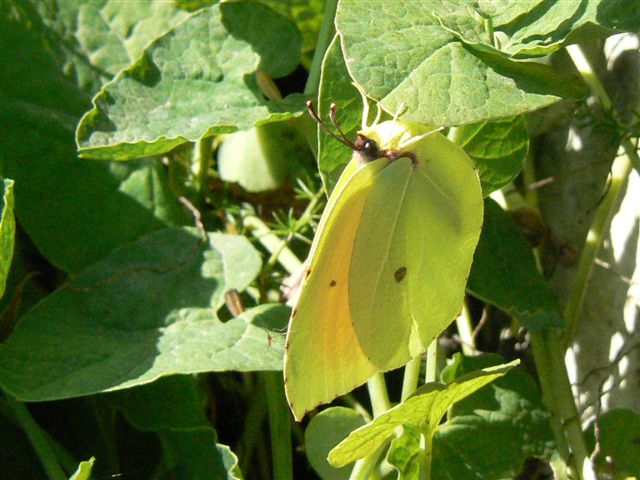 Farfalla da identificare