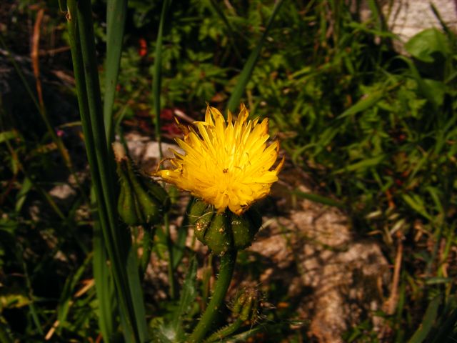 Urospermum picroides / Boccione minore