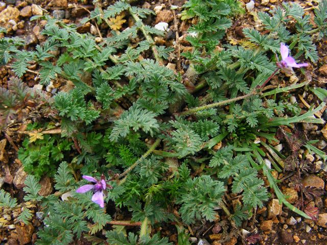 Erodium cicutarium
