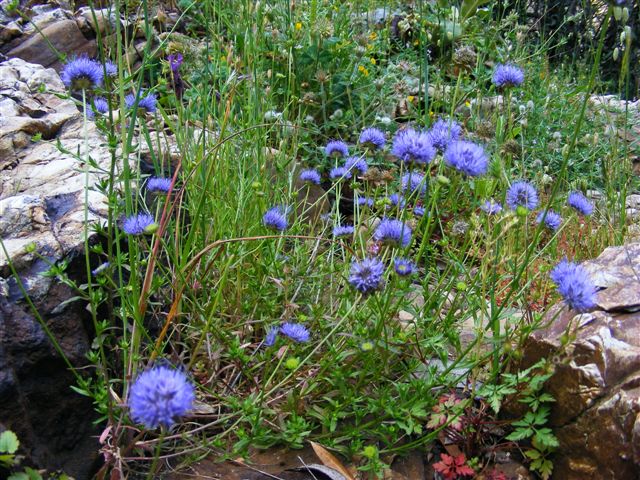 Jasione montana / Vedovella annuale