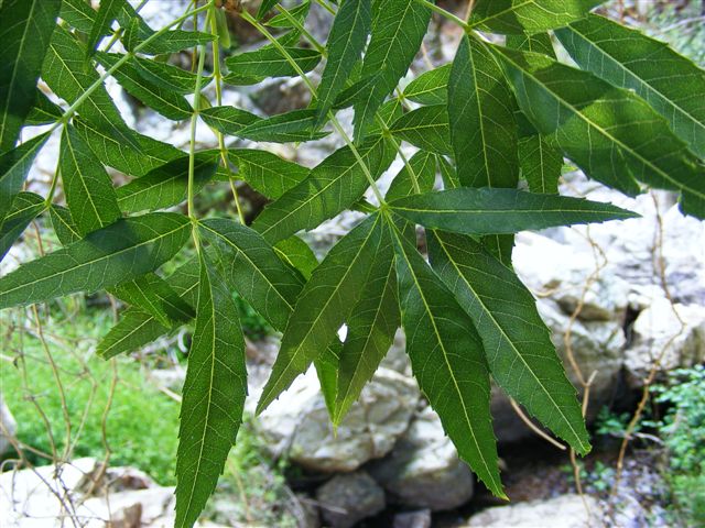 Fraxinus angustifolia subsp. oxycarpa