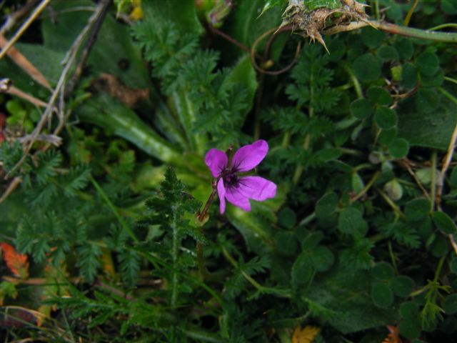 Erodium cicutarium
