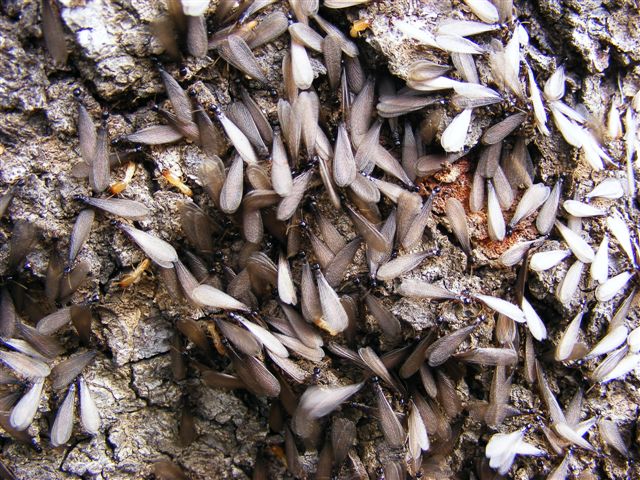 Sciamatura di termiti, probabile Reticulitermes lucifugus