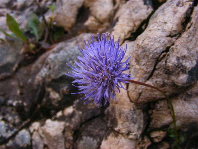 Jasione montana / Vedovella annuale