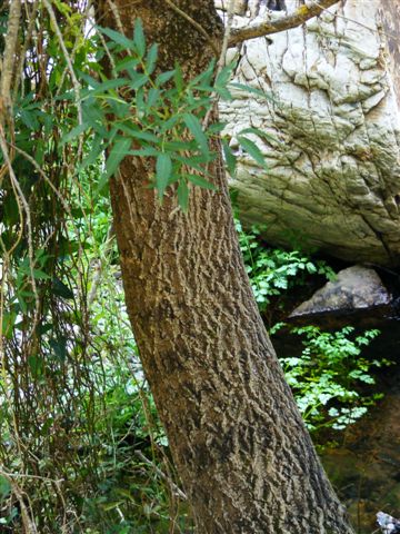 Fraxinus angustifolia subsp. oxycarpa