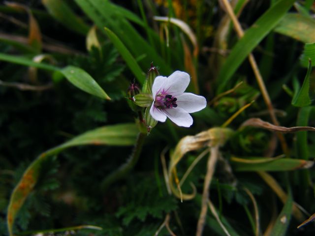Erodium cicutarium
