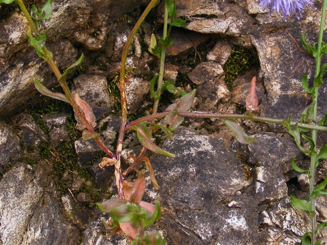 Jasione montana / Vedovella annuale