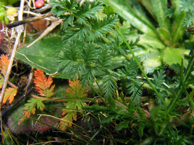 Erodium cicutarium