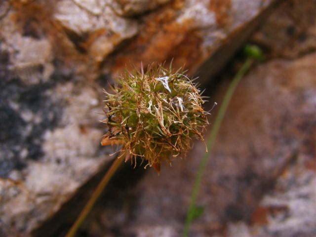 Jasione montana / Vedovella annuale
