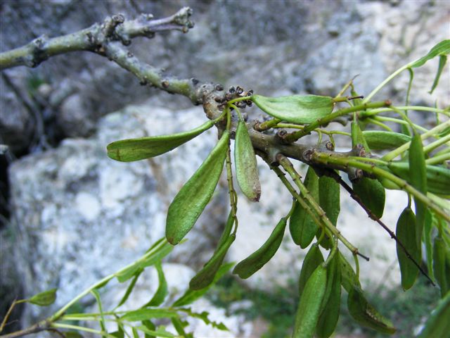 Fraxinus angustifolia subsp. oxycarpa