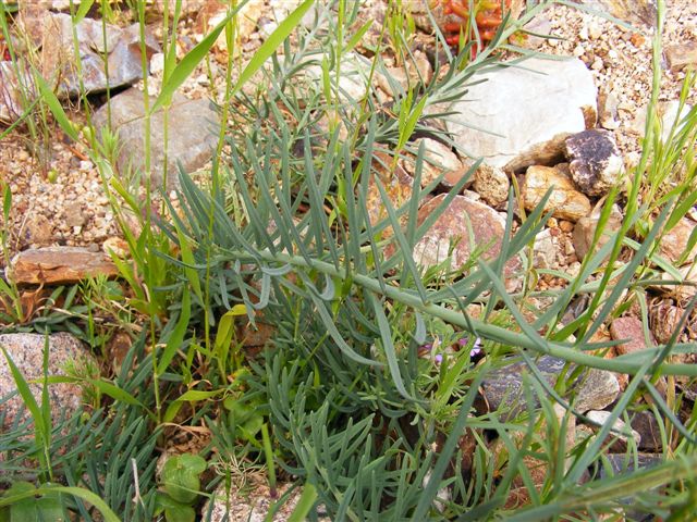 Linaria arcusangeli / linaiola dell''Arco dell''Angelo