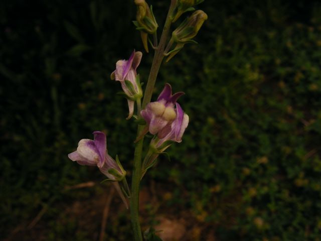 Linaria arcusangeli / linaiola dell''Arco dell''Angelo