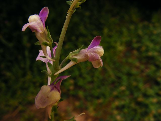Linaria arcusangeli / linaiola dell''Arco dell''Angelo