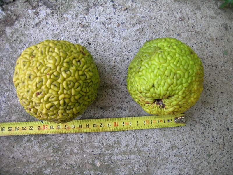 Maclura pomifera