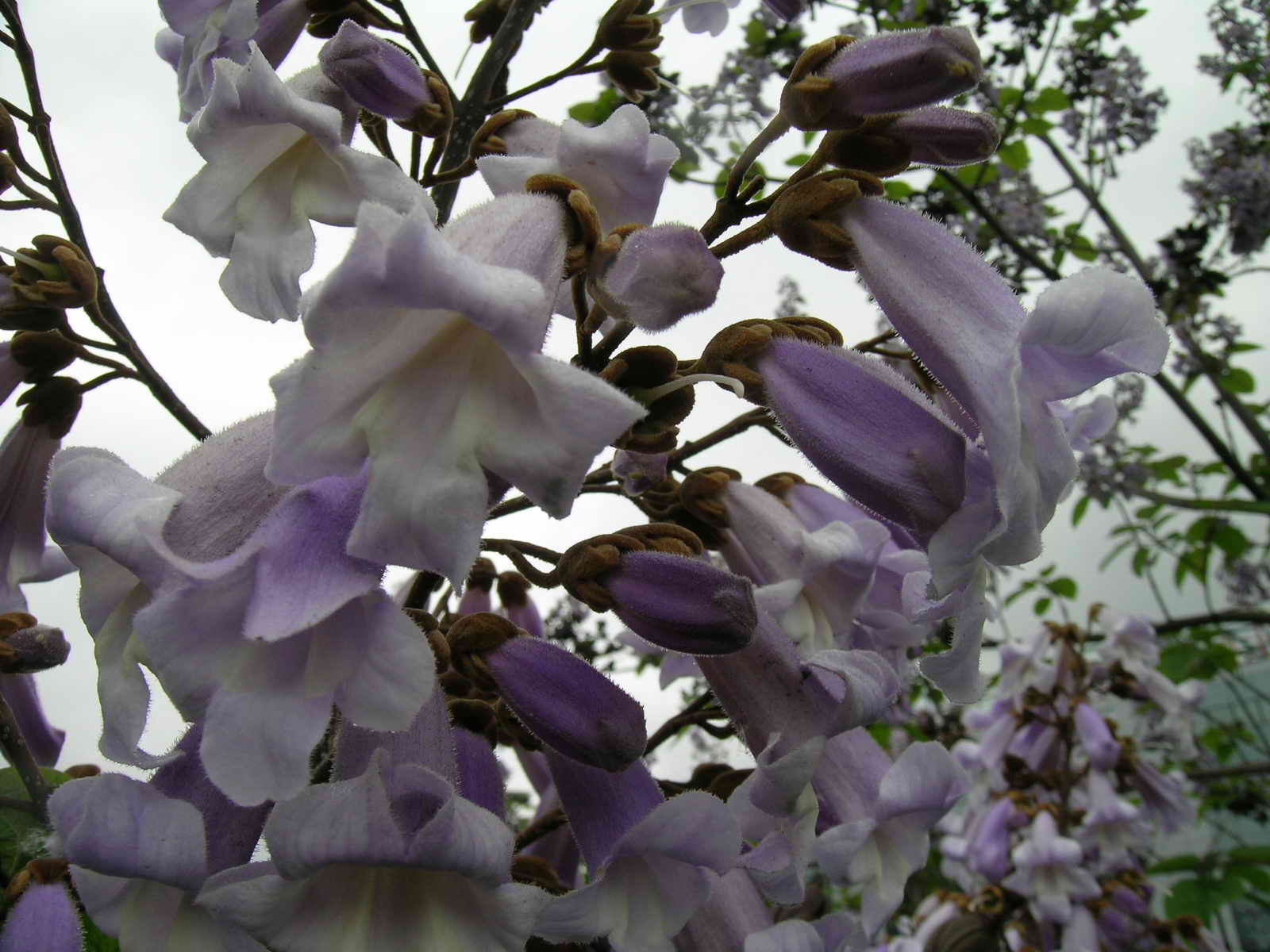 Paulownia tomentosa / Paulownia