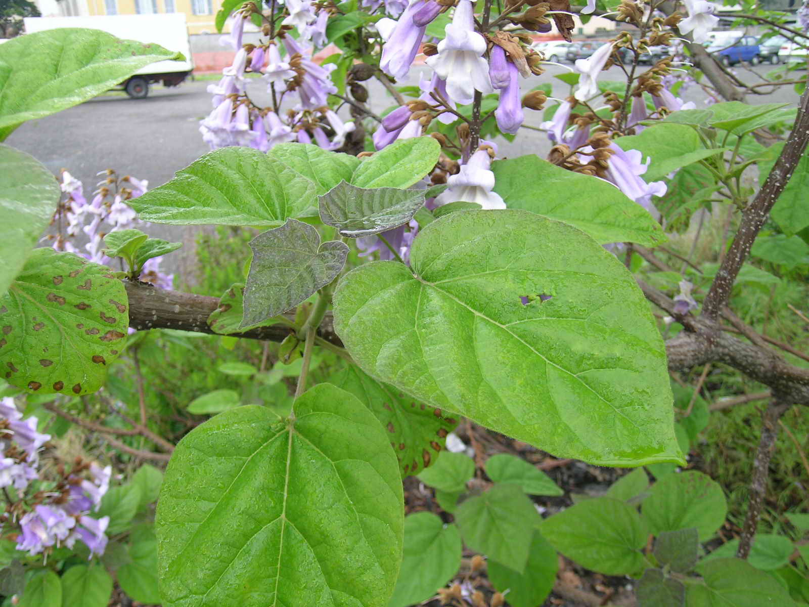 Paulownia tomentosa / Paulownia