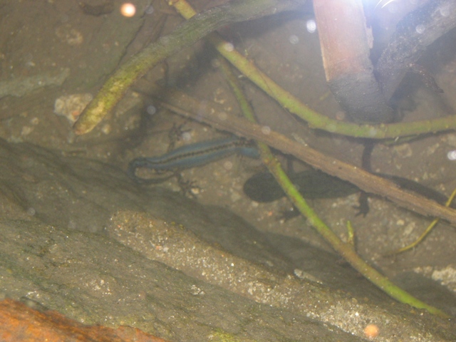 anfibi favolosi nel casentino