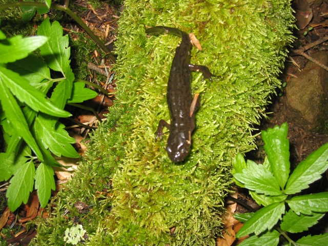 anfibi favolosi nel casentino