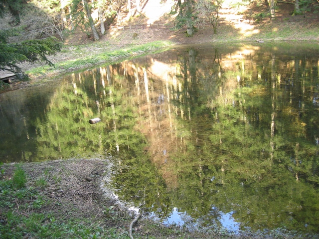 anfibi favolosi nel casentino