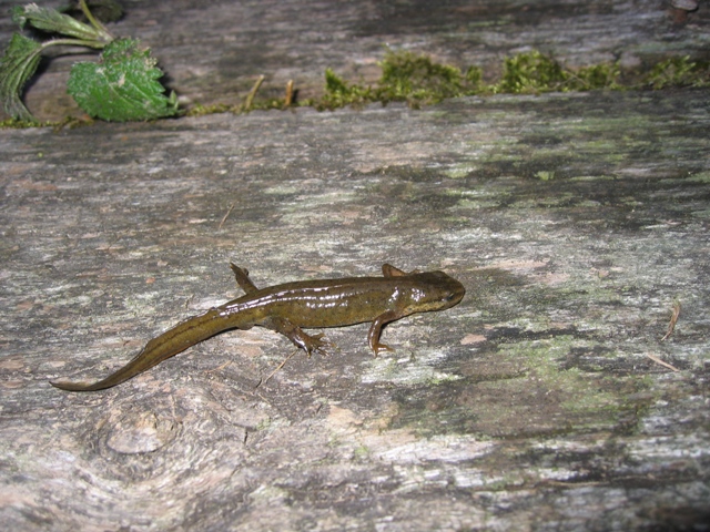 anfibi favolosi nel casentino