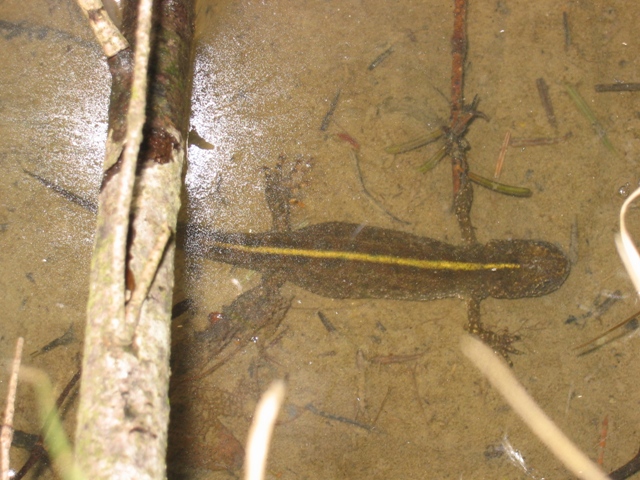 anfibi favolosi nel casentino