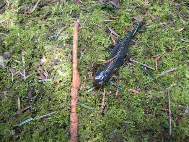 anfibi favolosi nel casentino