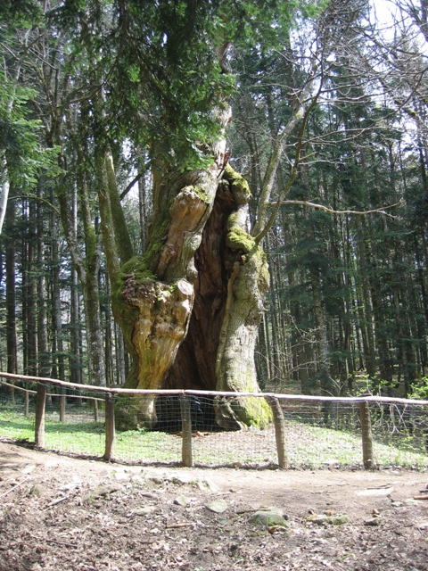 anfibi favolosi nel casentino