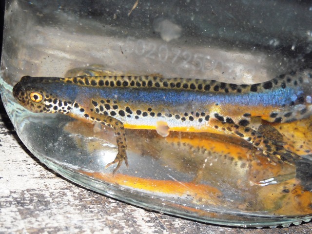 anfibi favolosi nel casentino