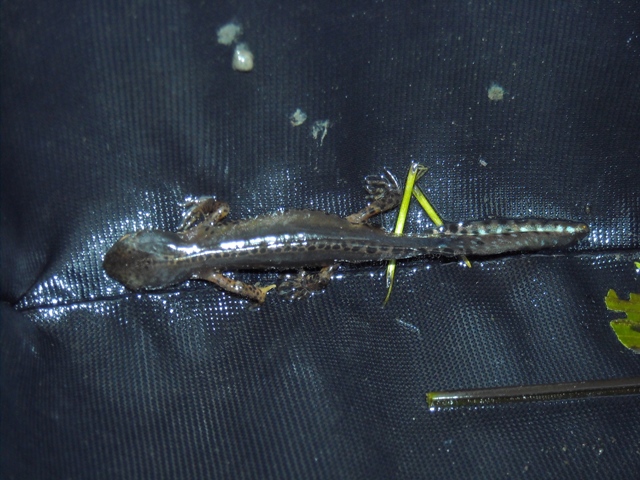 anfibi favolosi nel casentino