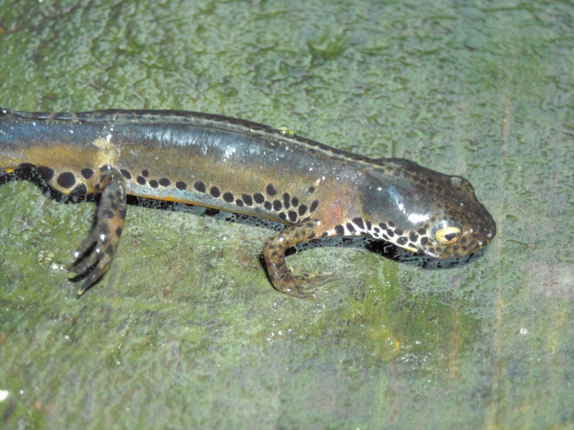 anfibi favolosi nel casentino