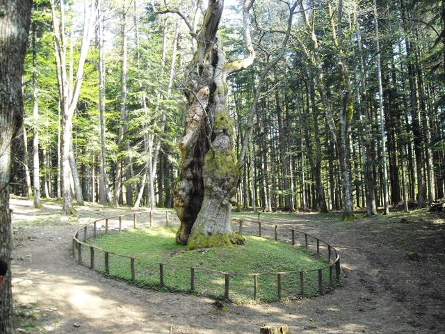 anfibi favolosi nel casentino