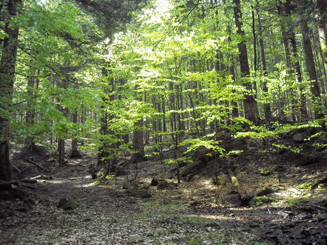 Foreste Casentinesi: La Lama e dintorni