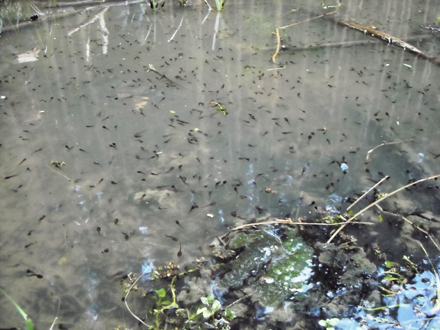 anfibi favolosi nel casentino