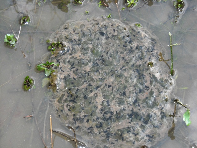 anfibi favolosi nel casentino