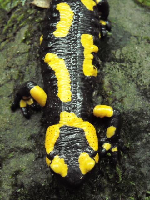 anfibi favolosi nel casentino