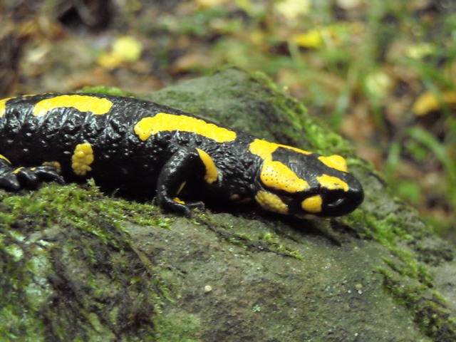 anfibi favolosi nel casentino