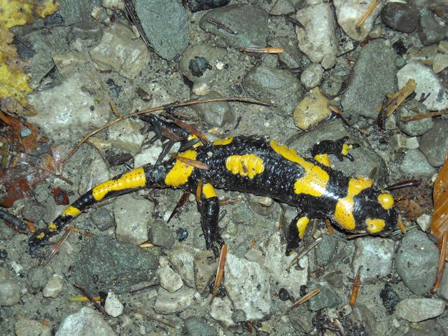 anfibi favolosi nel casentino
