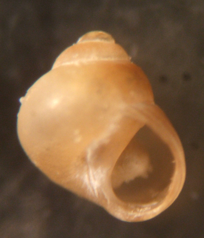 Paludinella littorina?