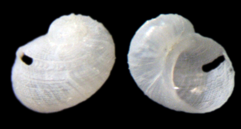 Sinezona cingulata