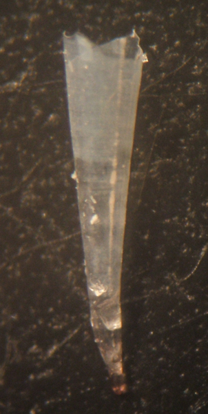 Styliola subula