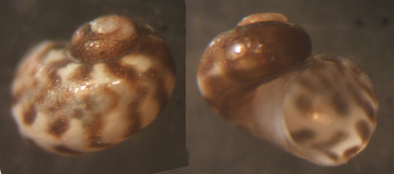Tricolia sp.?