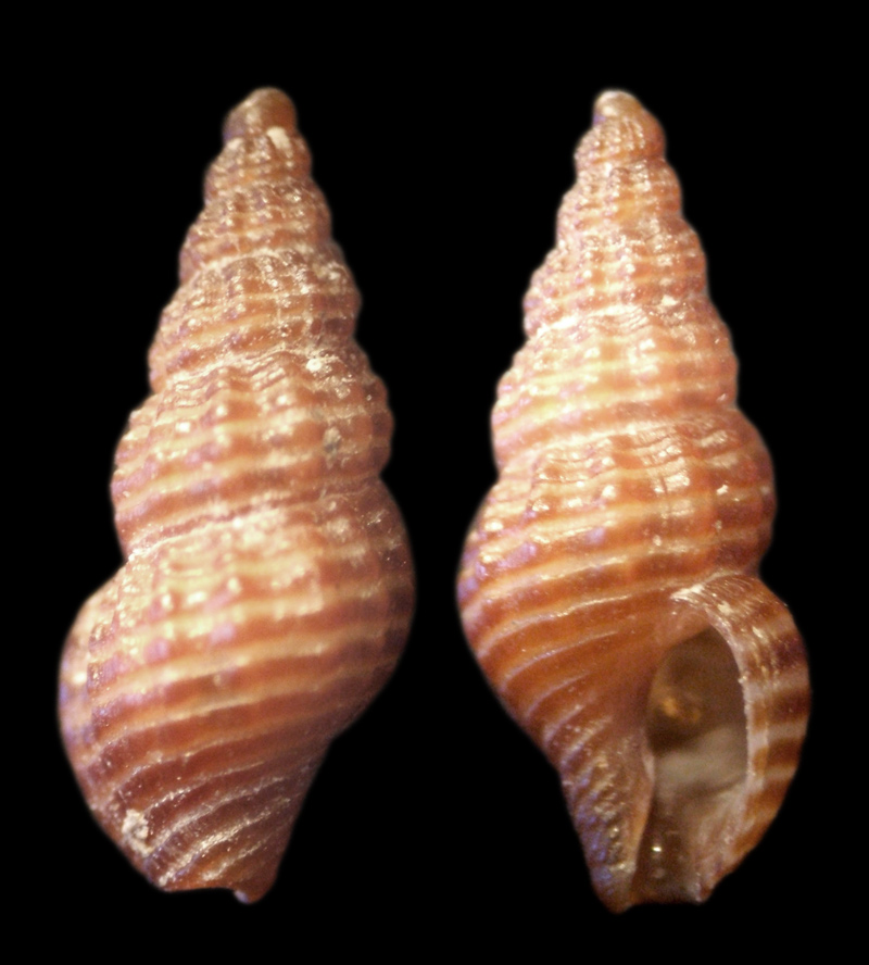Chauvetia brunnea?