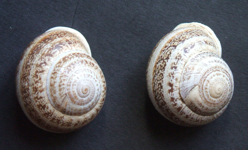Helicidae, Marruecos